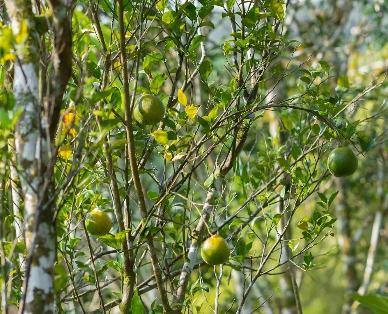 Pansiyon Johnson'S Fruit Garden Daire Meenangadi