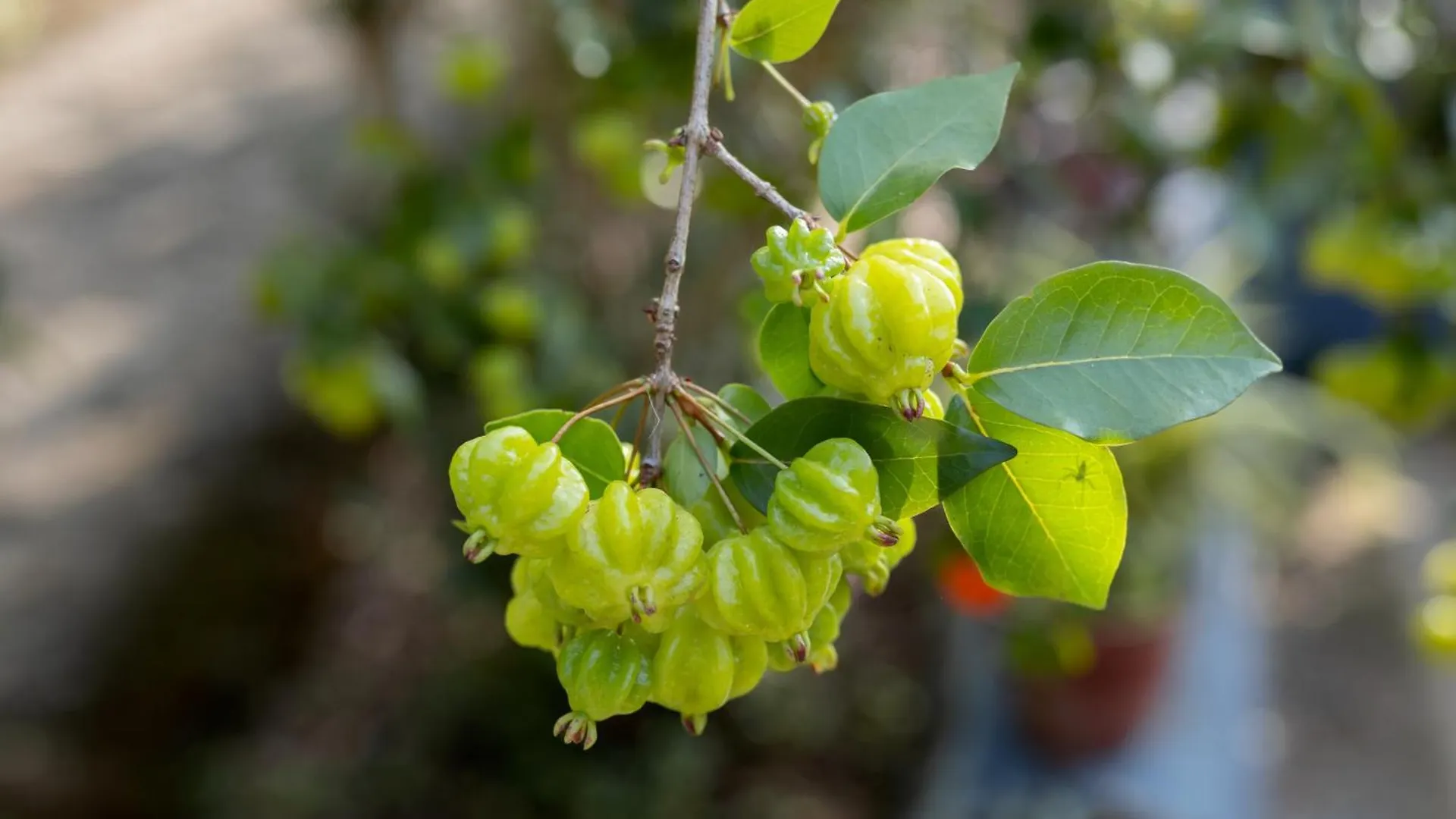 Johnson'S Fruit Garden Daire Meenangadi Pansiyon