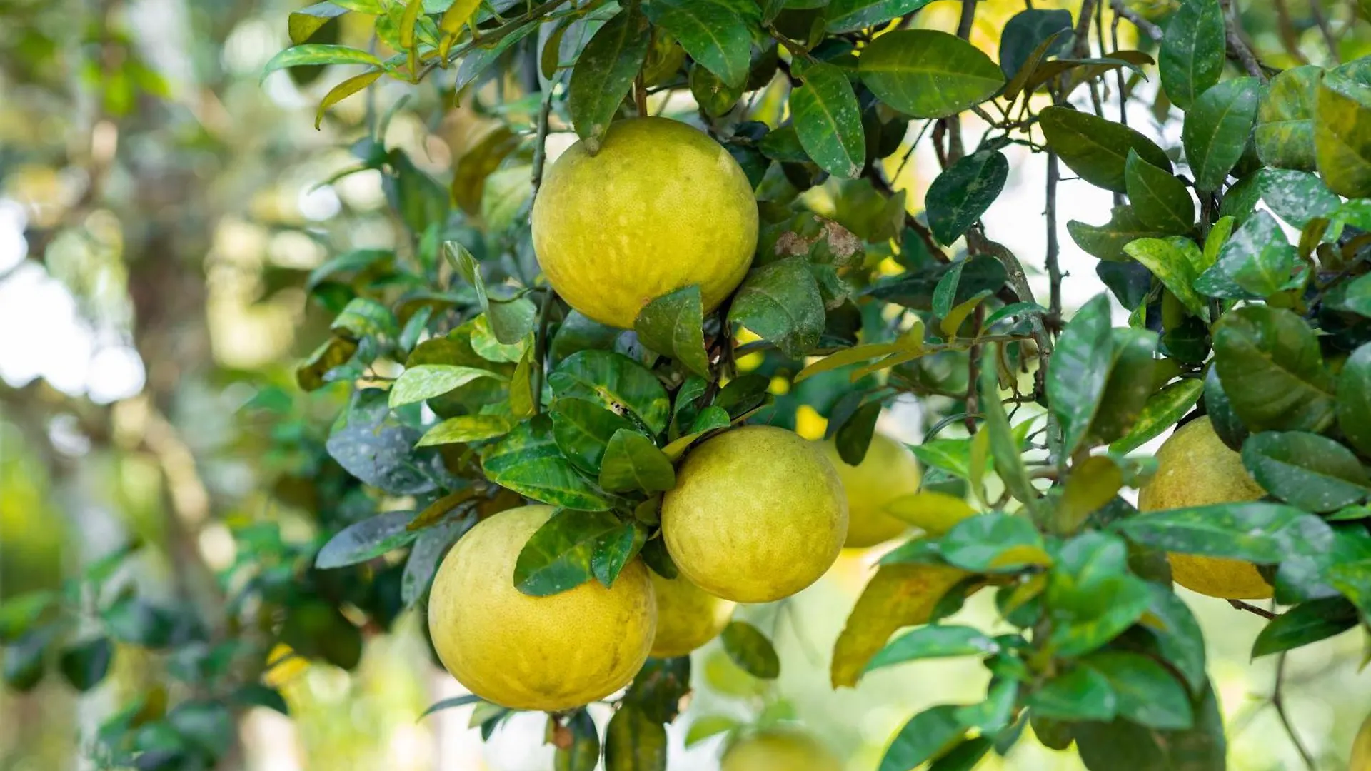 Pansiyon Johnson'S Fruit Garden Daire Meenangadi Hindistan