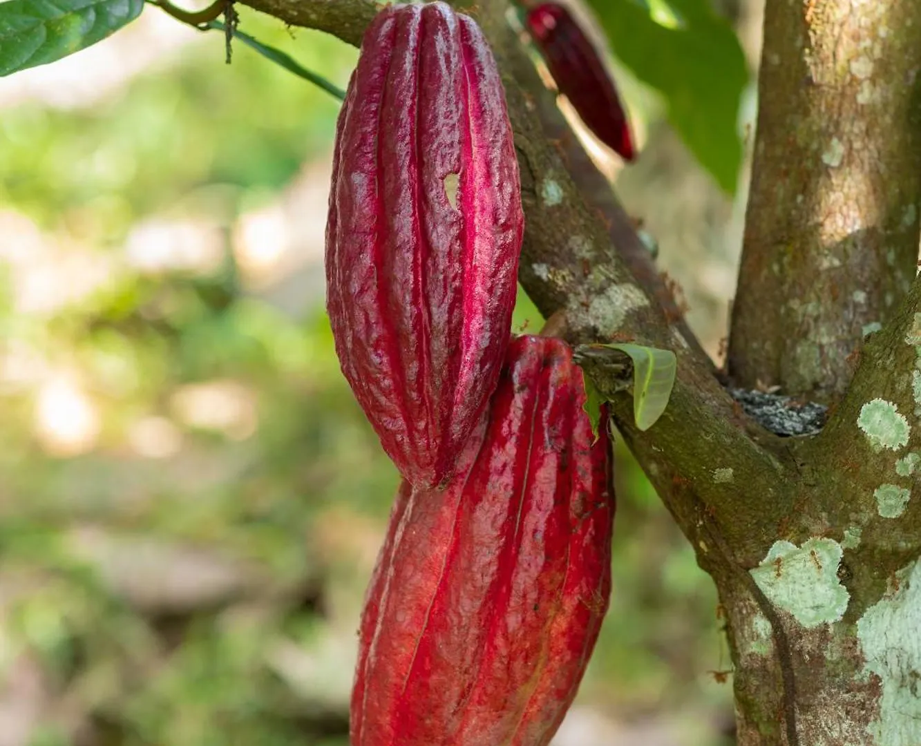 Johnson'S Fruit Garden Daire Meenangadi Hindistan