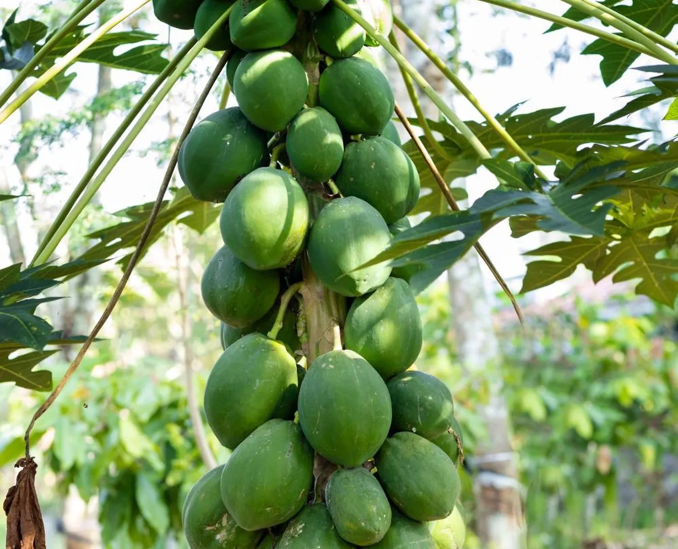 Pansiyon Johnson'S Fruit Garden Daire Meenangadi Hindistan