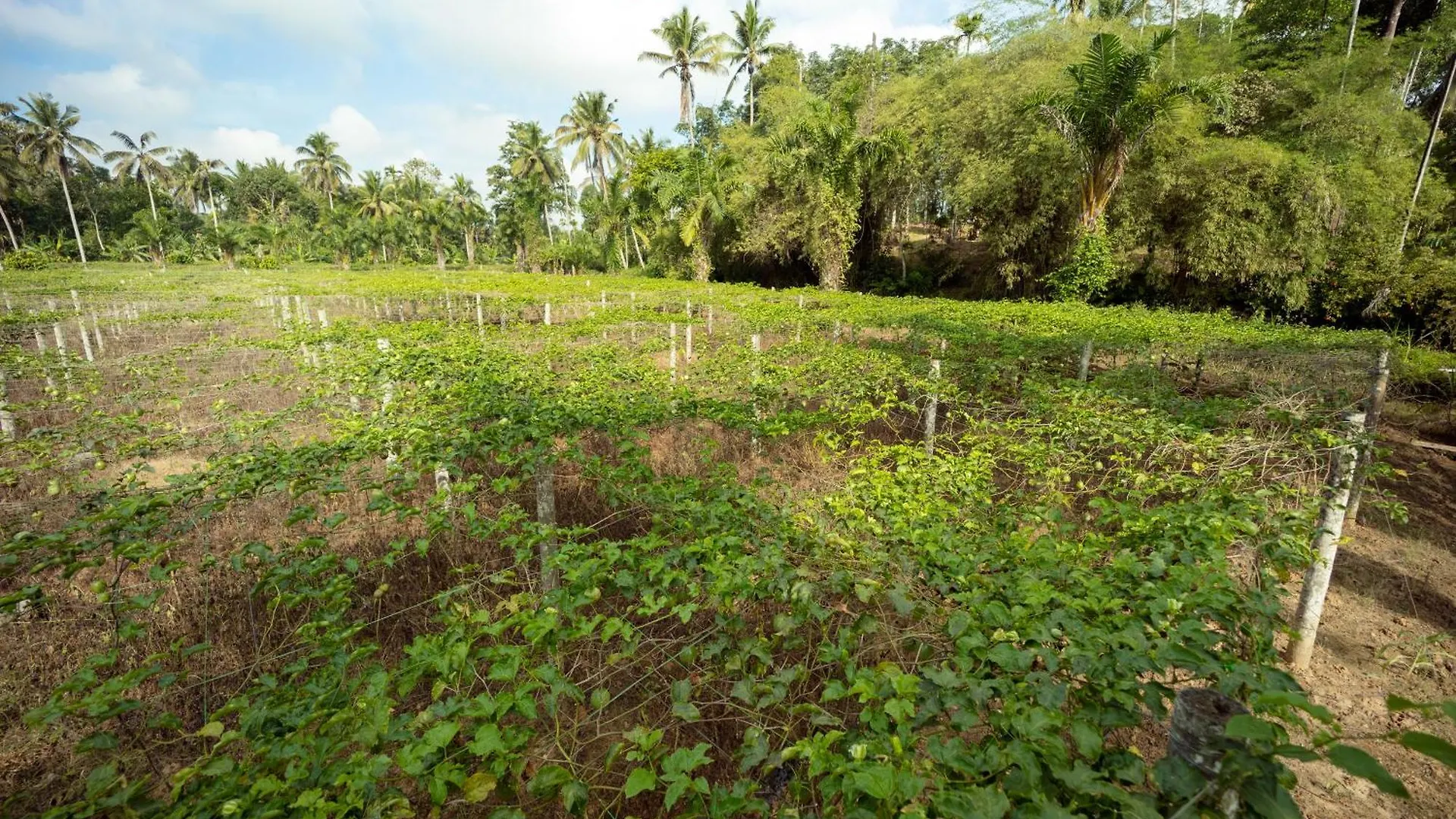 Johnson'S Fruit Garden Daire Meenangadi Pansiyon