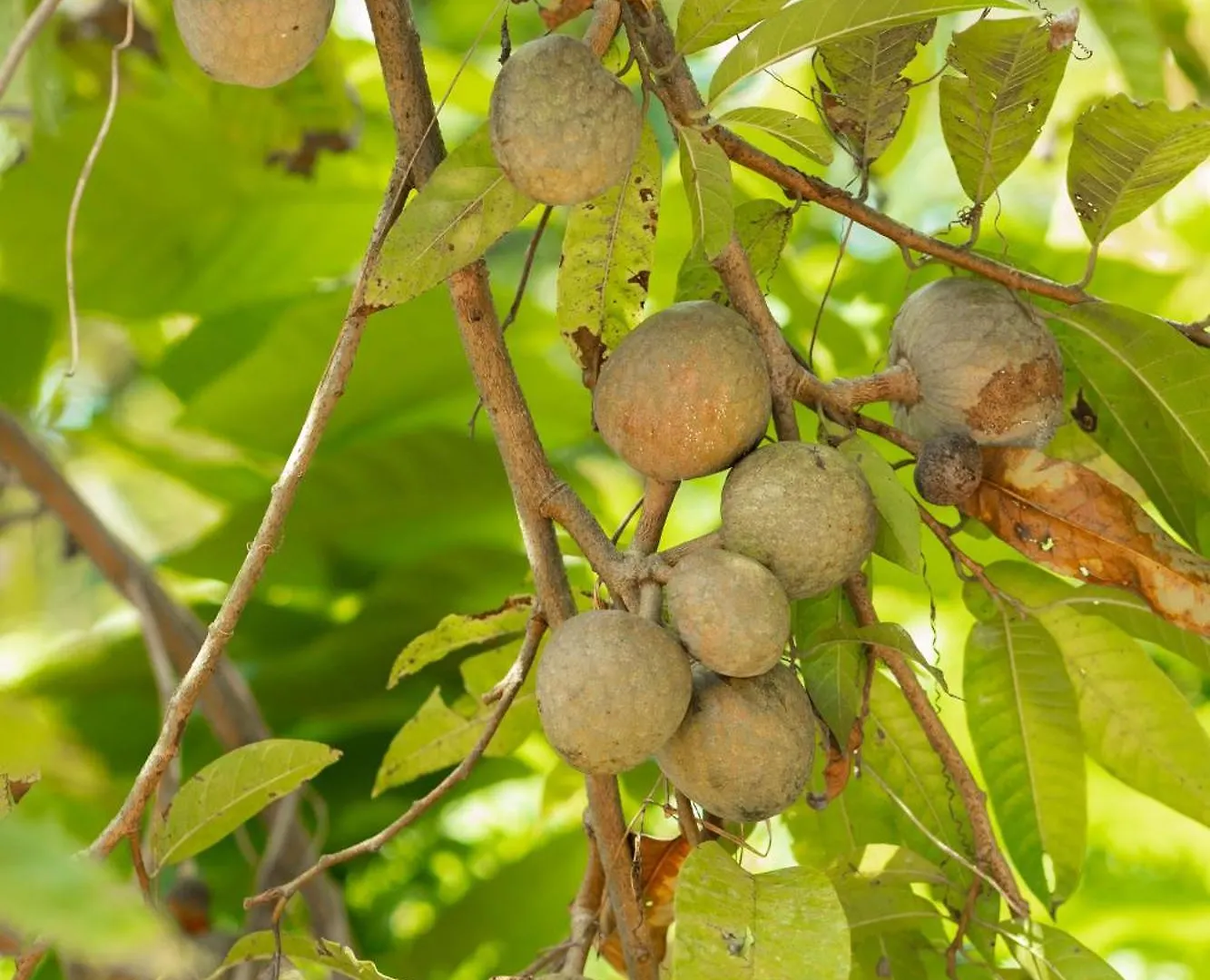 Pansiyon Johnson'S Fruit Garden Daire Meenangadi
