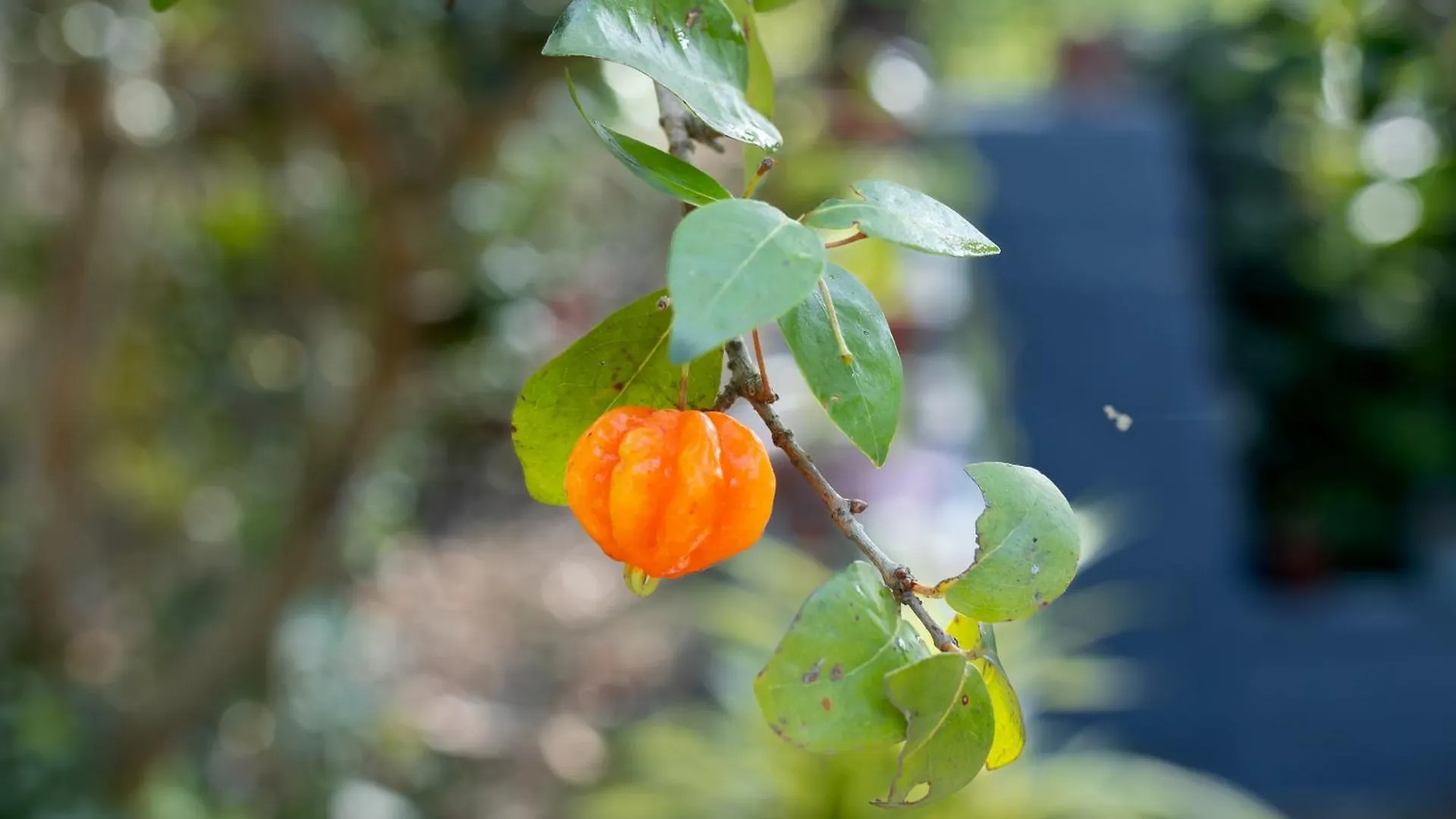 Johnson'S Fruit Garden Daire Meenangadi