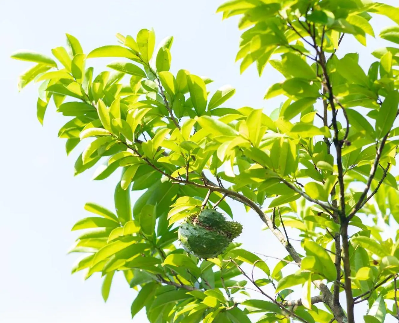 Johnson'S Fruit Garden Daire Meenangadi Pansiyon