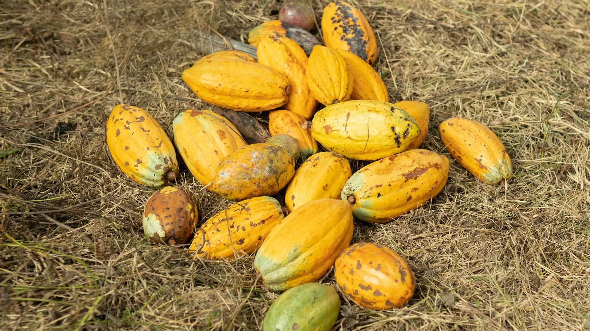 Johnson'S Fruit Garden Daire Meenangadi Pansiyon